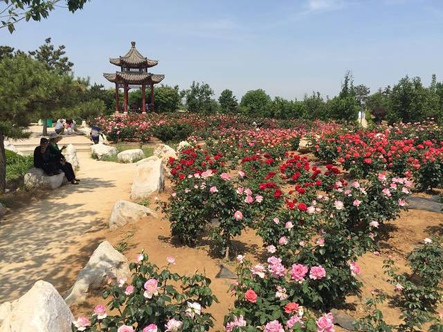 中华月季园