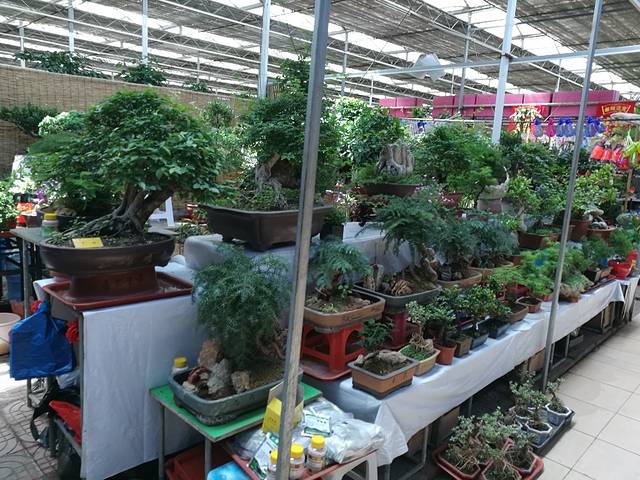 曹庄花卉宠物市场