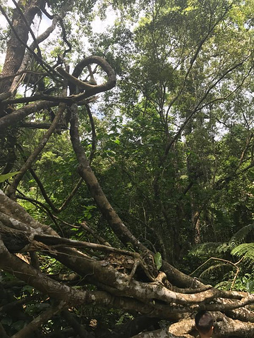 "_五指山水满河热带雨林风景区"的评论图片