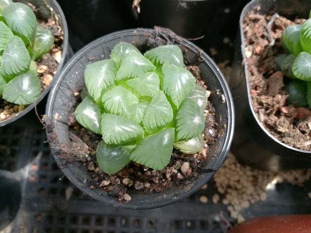 曹庄花卉宠物市场