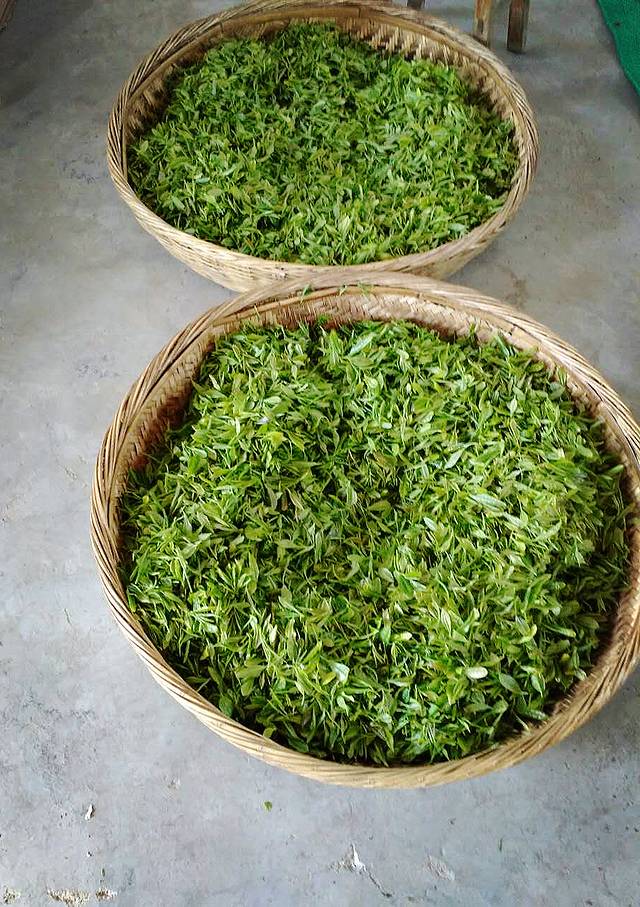 稗子刘家村茶园景区