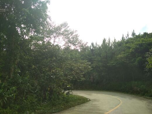 黎母山国家森林公园