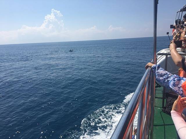 鲸世界赏鲸(花莲港)