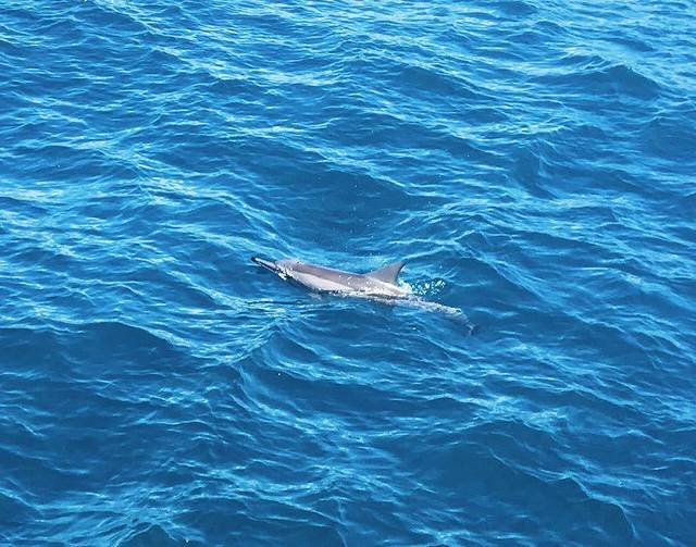 鲸世界赏鲸(花莲港)