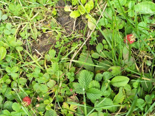 大通国家森林公园鹞子沟景区