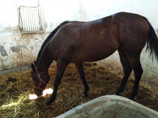 昭苏天马文化园