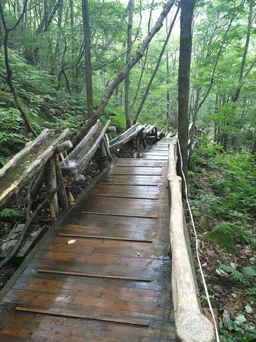 "上山栈道树木遮天蔽日，山间凉风拂面，身旁山泉流淌，触手冰凉。天然氧吧，避暑胜地，当之无愧_老界岭旅游度假区"的评论图片