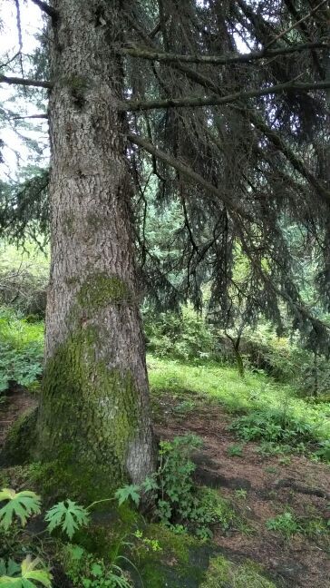 大通国家森林公园鹞子沟景区