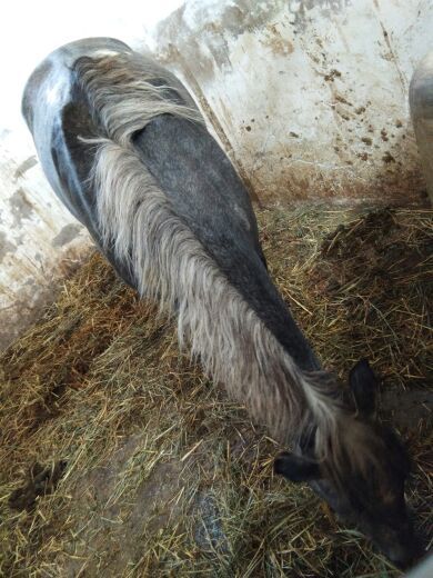 昭苏天马文化园