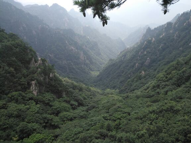 "上山栈道树木遮天蔽日，山间凉风拂面，身旁山泉流淌，触手冰凉。天然氧吧，避暑胜地，当之无愧_老界岭旅游度假区"的评论图片