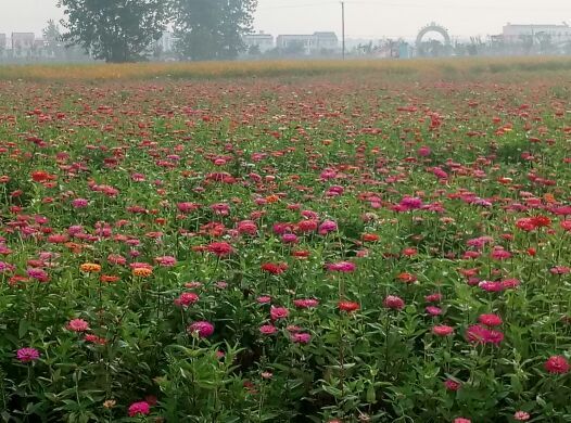 沔州百万花海风景区