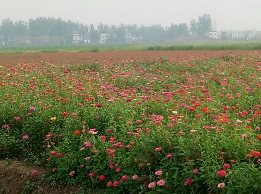 沔州百万花海风景区