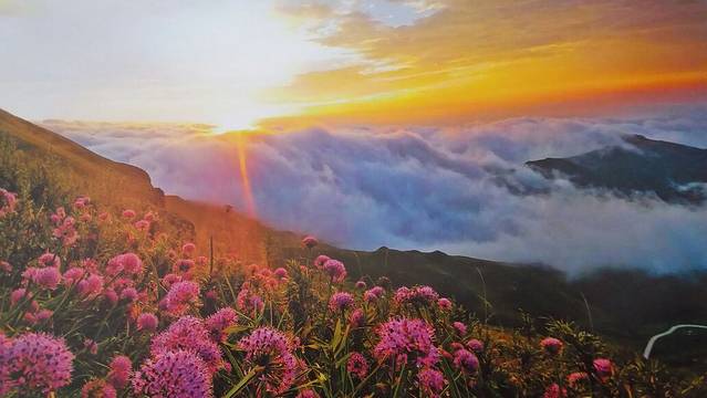 阿西里西韭菜坪