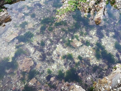 兴成孙家赶海园