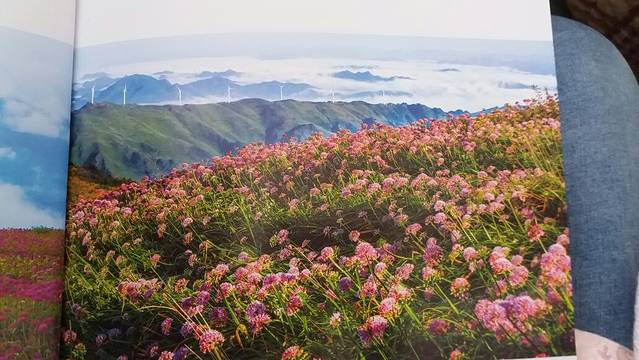 阿西里西韭菜坪