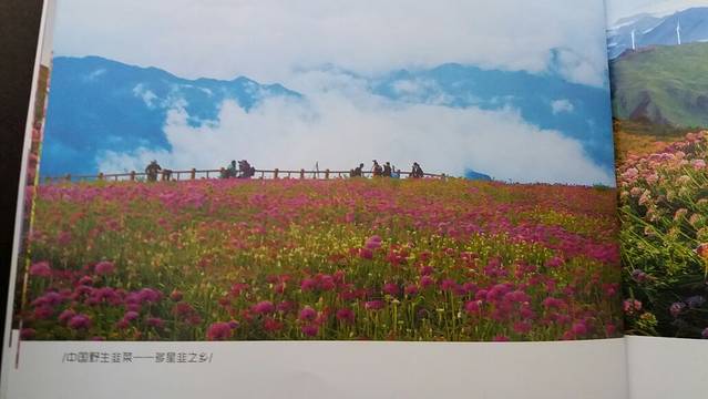 阿西里西韭菜坪