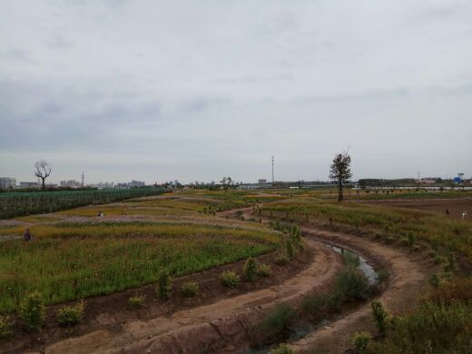 羊毛沟花海湿地