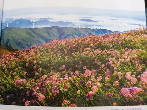 阿西里西韭菜坪旅游景点图片