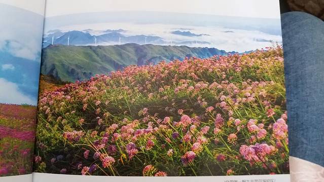 阿西里西韭菜坪