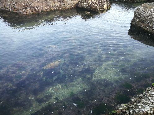 兴成孙家赶海园