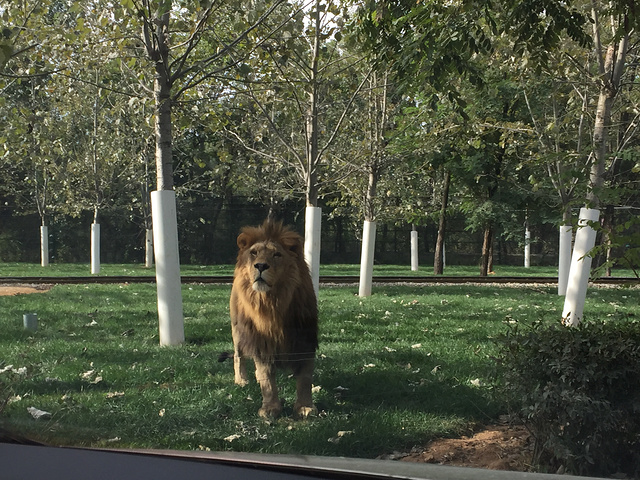 "开车直接进最里面的猛兽区，从里面往外玩，玩到禽类区孔雀那边时候再返回第一区象苑去玩，车就放孔雀..._秦皇岛海滨国家森林公园"的评论图片