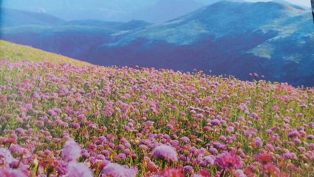 阿西里西韭菜坪