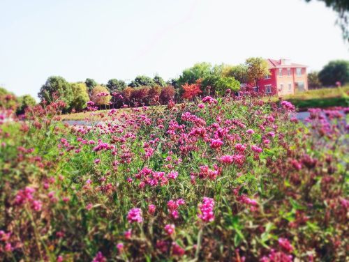 南京中国绿化博览园