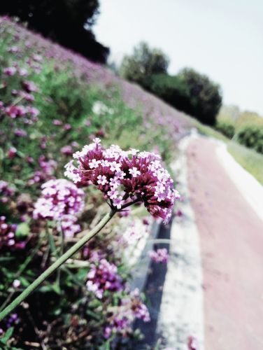 南京中国绿化博览园