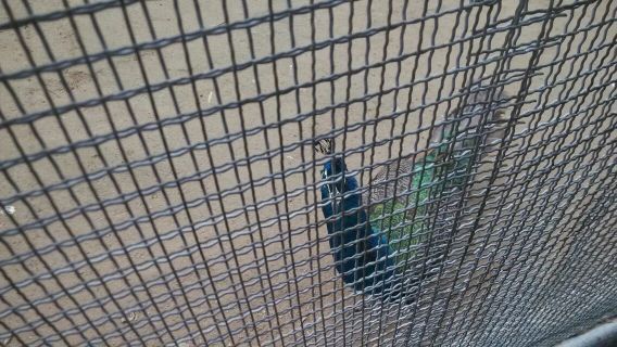 神州荒漠野生动物园