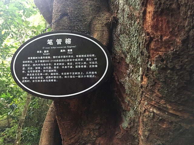 "_五指山水满河热带雨林风景区"的评论图片