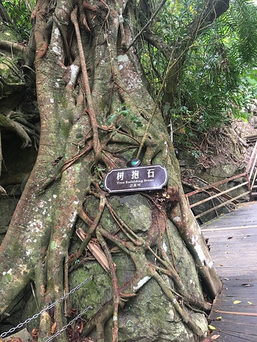 "_五指山水满河热带雨林风景区"的评论图片