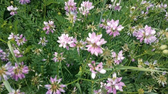 不列颠哥伦比亚大学