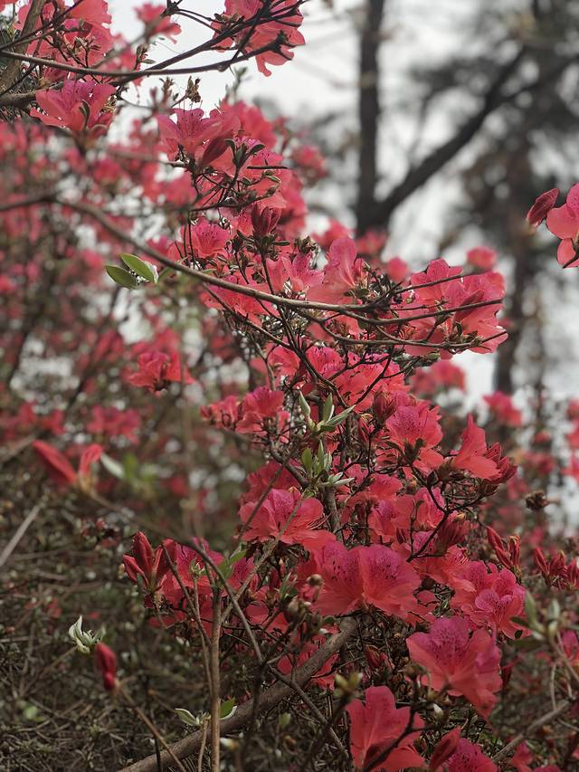 蔡甸消泗油菜花