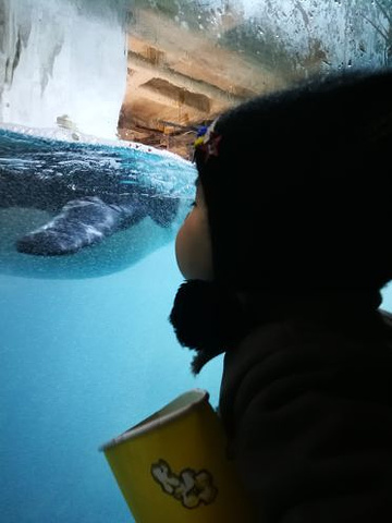 "因为天气不算好，玩的人不多，哪儿都不拥挤，儿子玩的出奇的开心，看得海豚海象表演高兴的一直鼓掌👏_大连圣亚海洋世界"的评论图片
