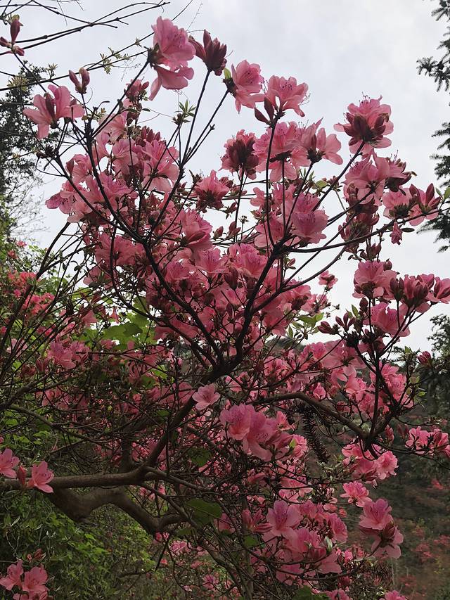 蔡甸消泗油菜花