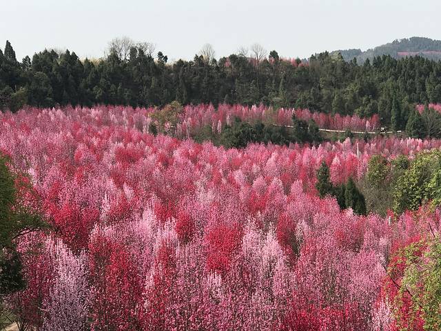 德阳红泉桃花谷