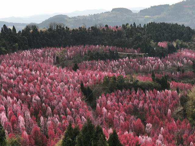 德阳红泉桃花谷