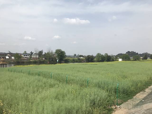 潼南崇龛油菜花