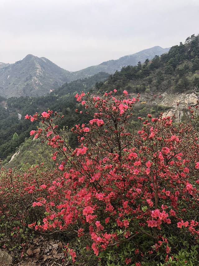 蔡甸消泗油菜花