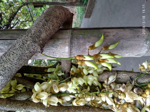 三水森林公园孔圣园