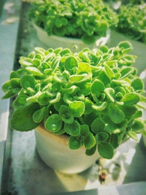 锦绣田园风景区