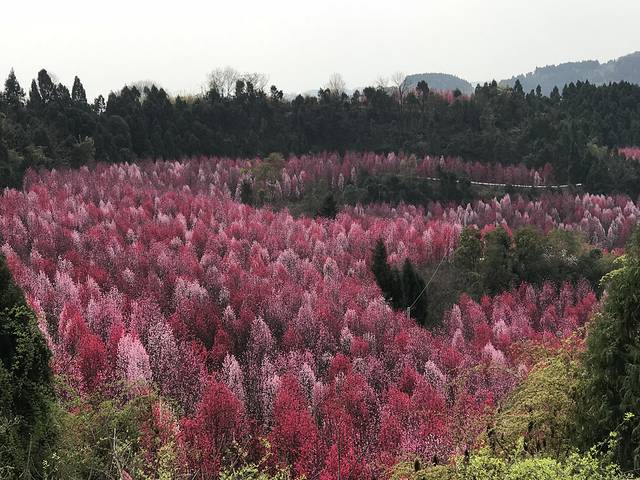 德阳红泉桃花谷