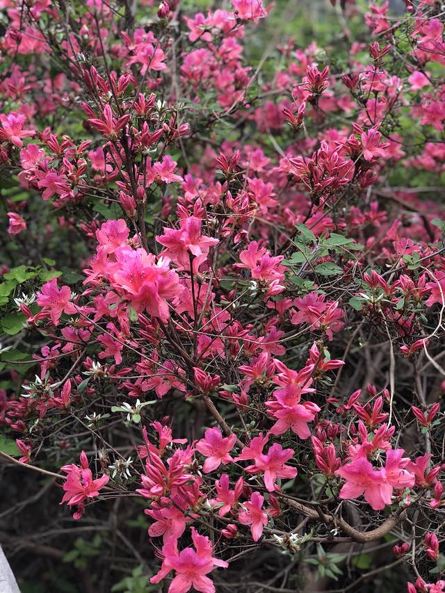 蔡甸消泗油菜花