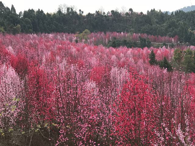 德阳红泉桃花谷