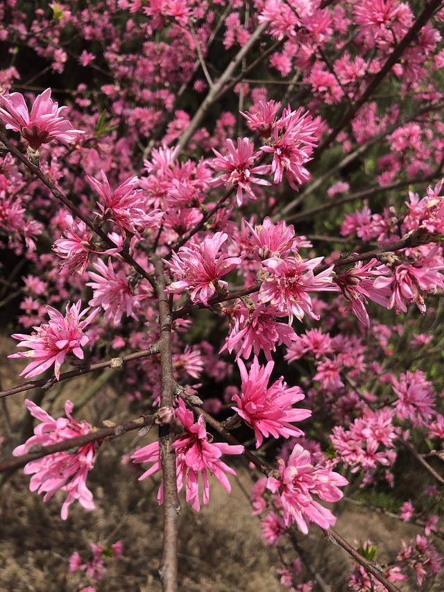 德阳红泉桃花谷