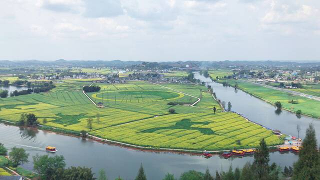 潼南崇龛油菜花