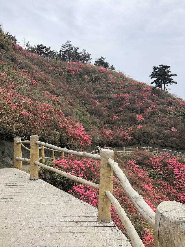 蔡甸消泗油菜花