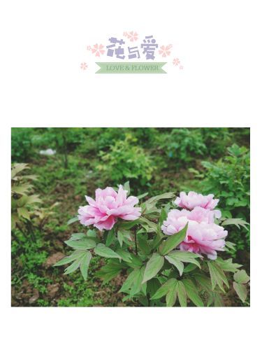 长寿菩提山文化旅游景区