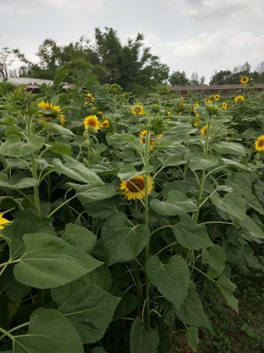 大宗堂十里莲江