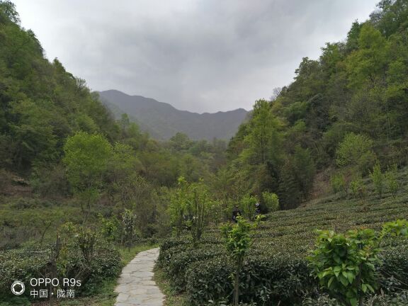 陇南阳坝梅园沟